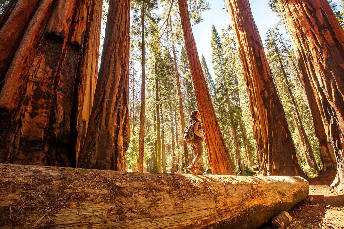 Redwood National And State Parks Wallpapers