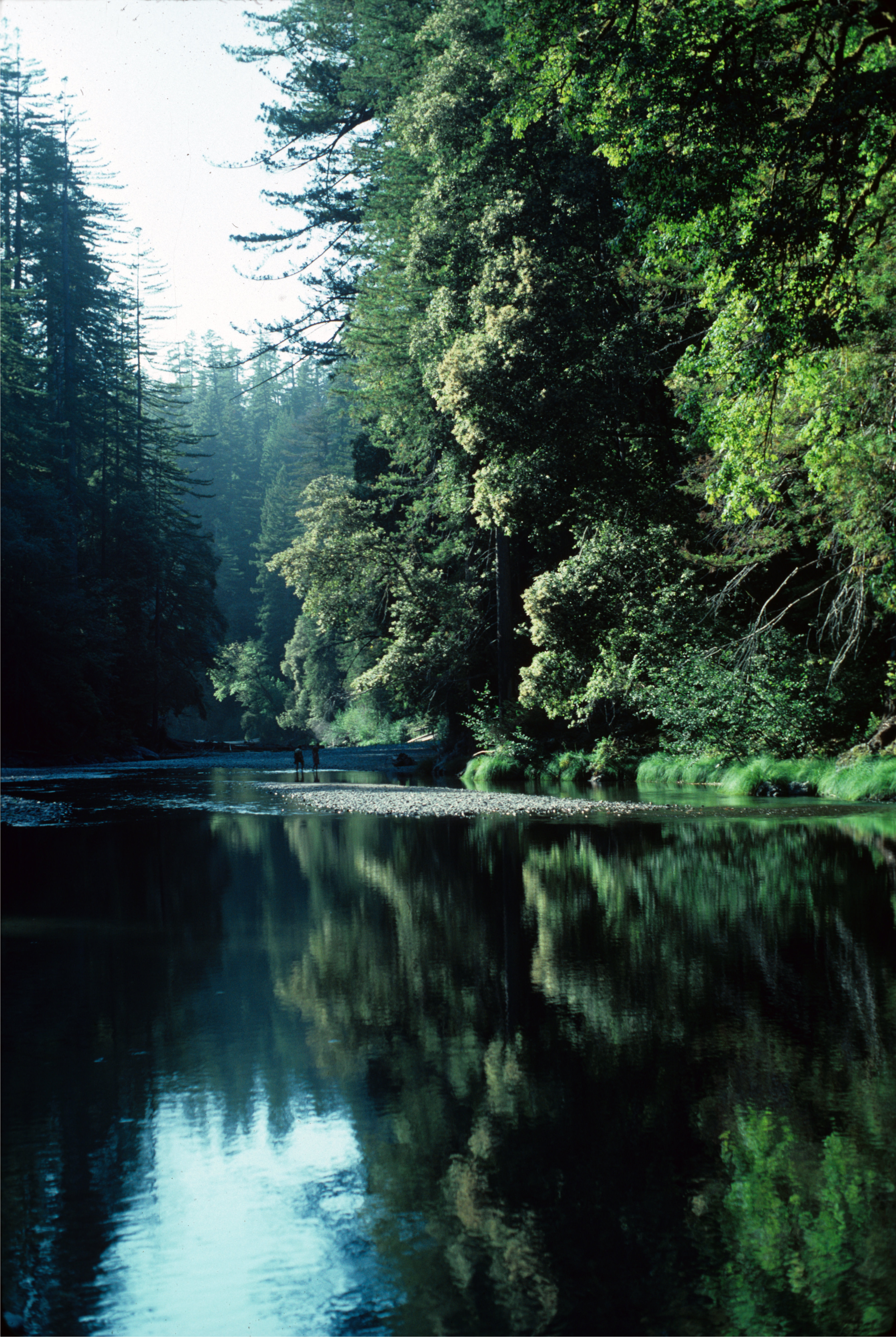 Redwood National And State Parks Wallpapers