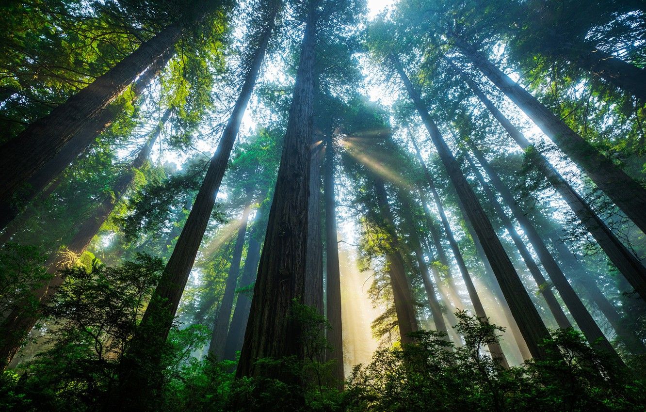 Redwood National And State Parks Wallpapers