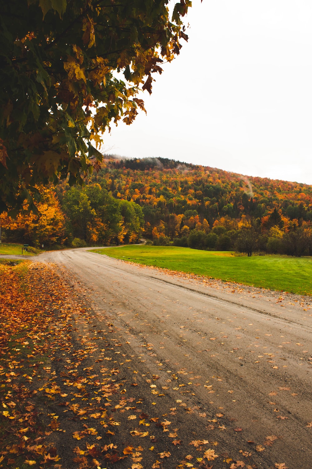 Road Between Green Yellow Autumn Fall Field Wallpapers