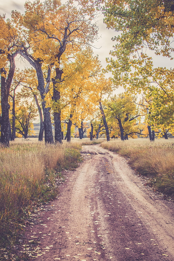 Road Between Green Yellow Autumn Fall Field Wallpapers