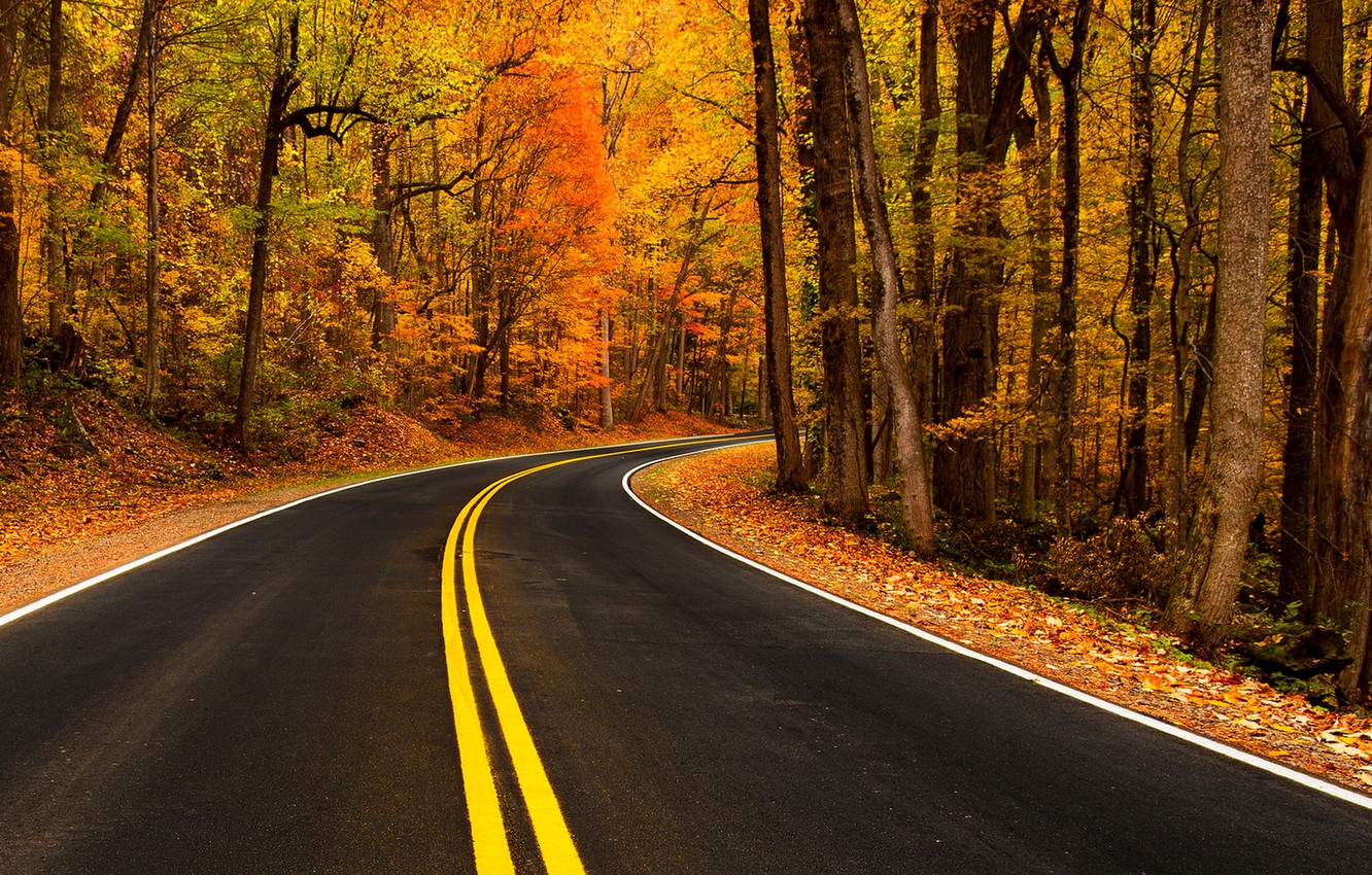 Road Between Green Yellow Autumn Fall Field Wallpapers