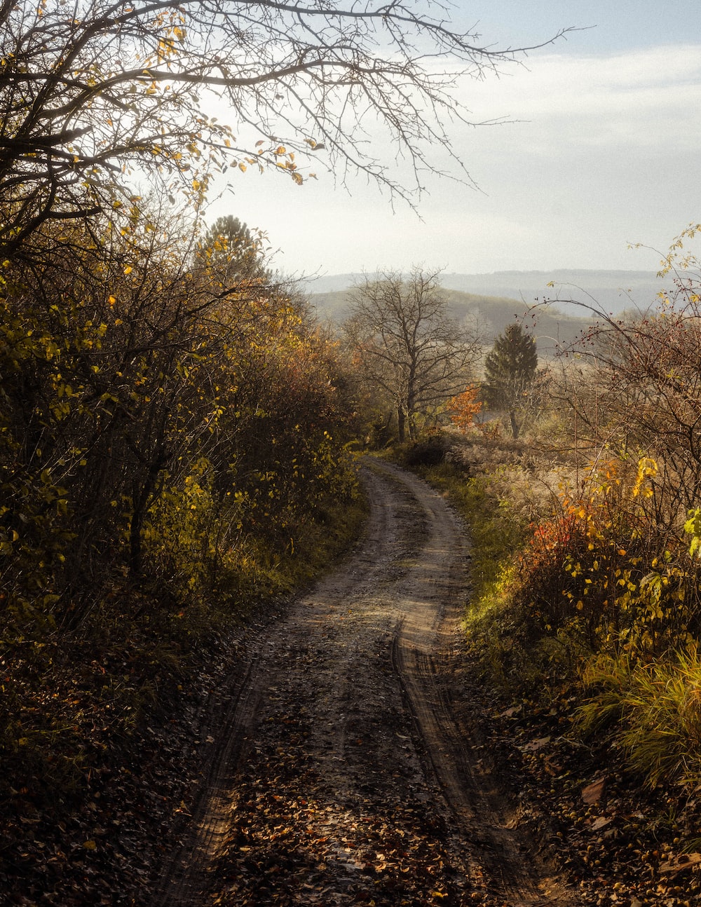 Road Between Green Yellow Autumn Fall Field Wallpapers