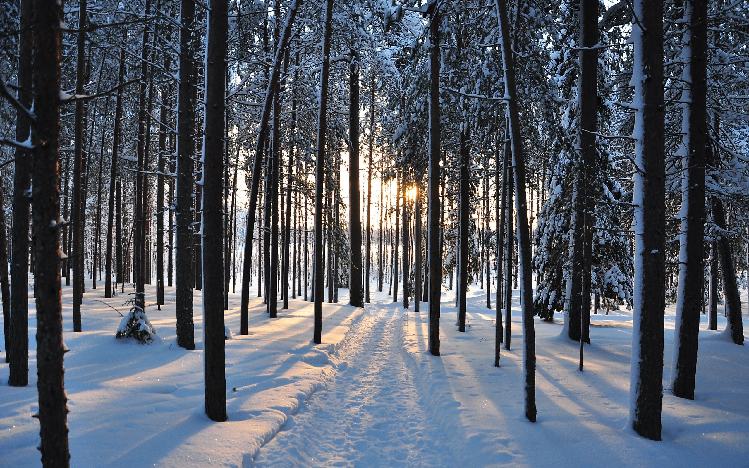 Road Between Snow Covered Trees Wallpapers