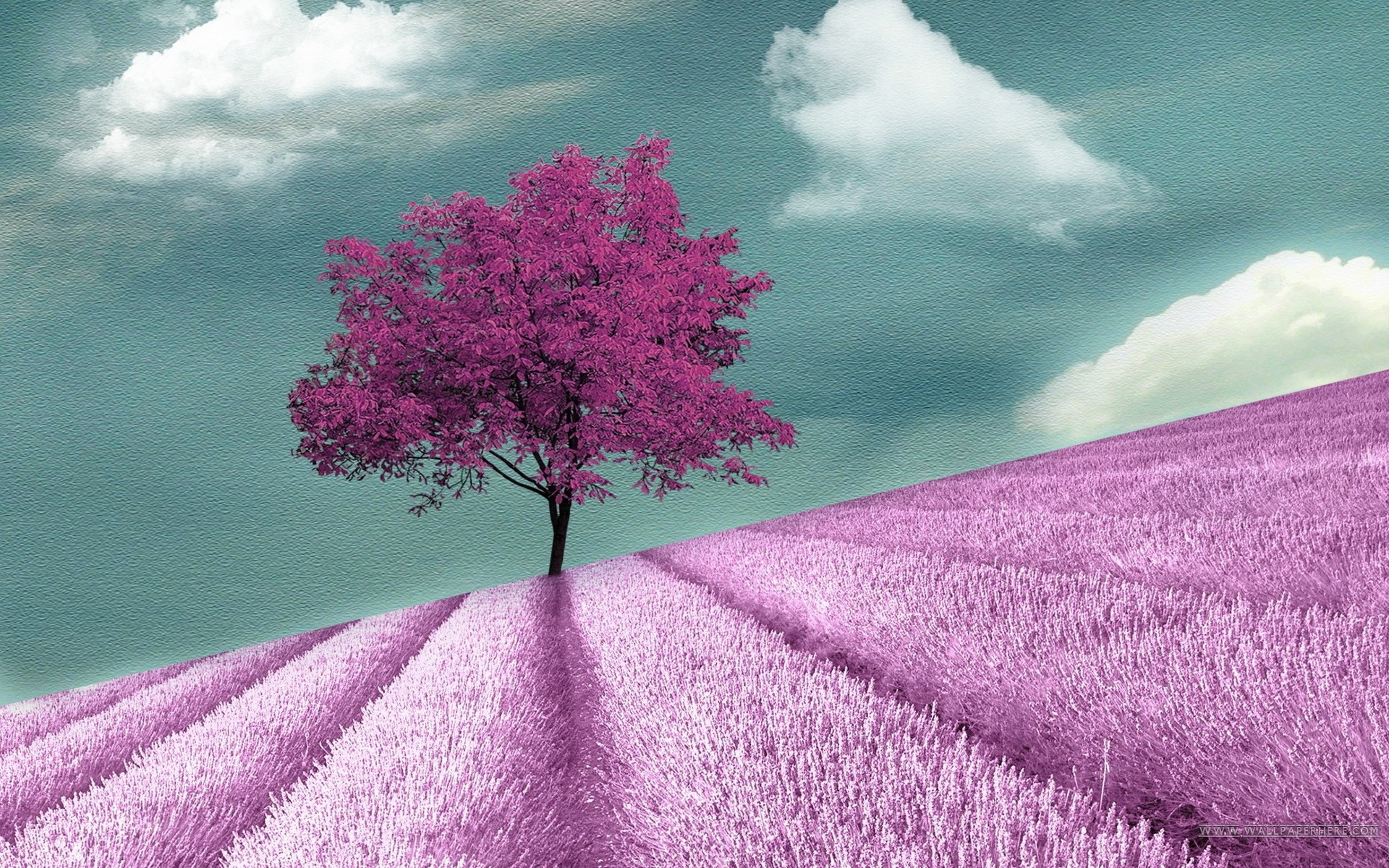 Road Purple Trees Wallpapers