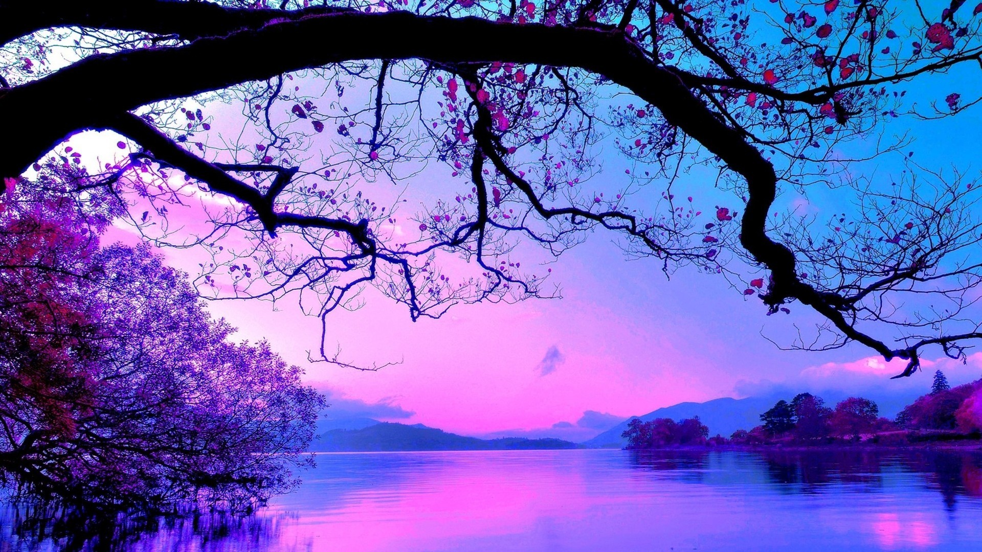 Road Purple Trees Wallpapers