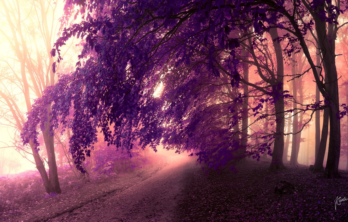 Road Purple Trees Wallpapers