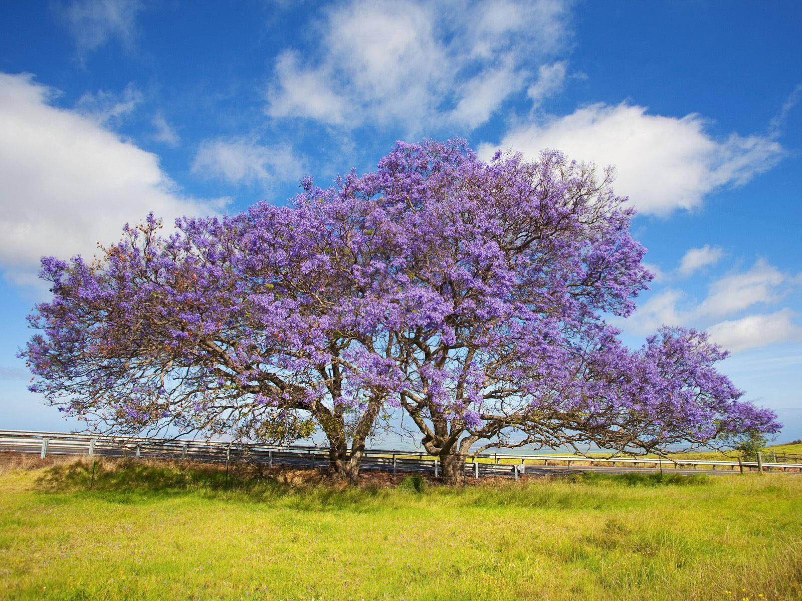 Road Purple Trees Wallpapers