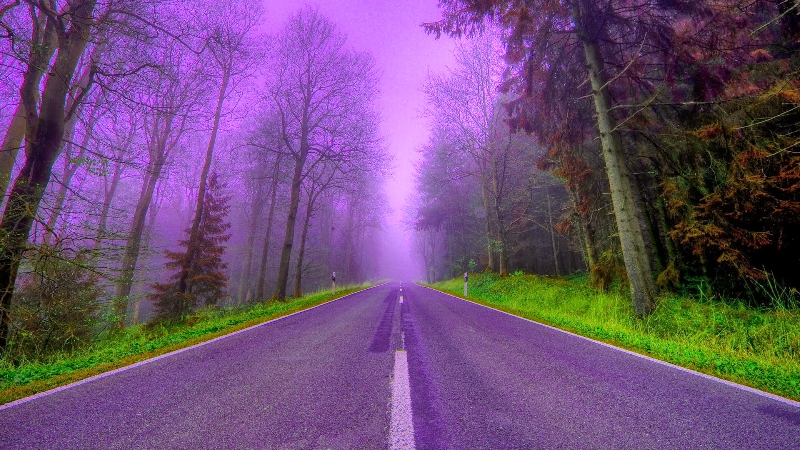 Road Purple Trees Wallpapers