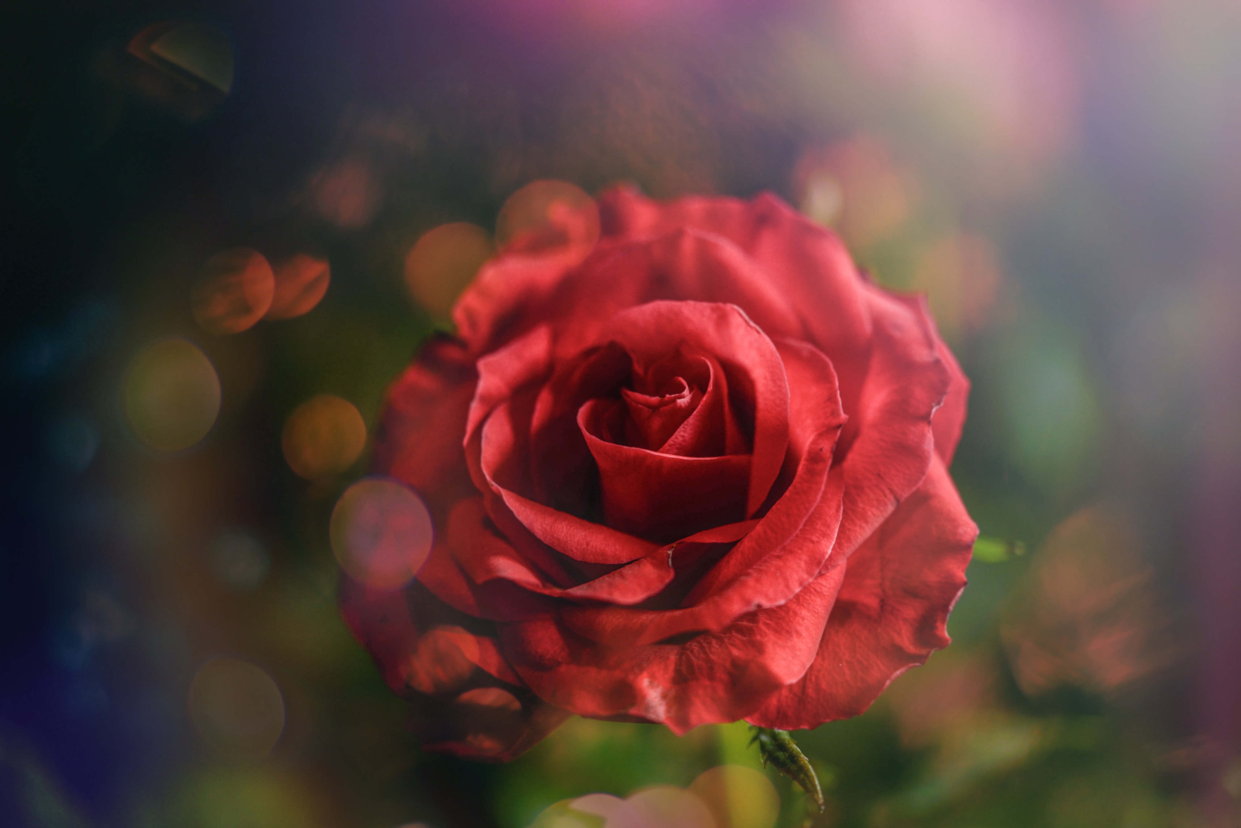 Rose Macro Wallpapers