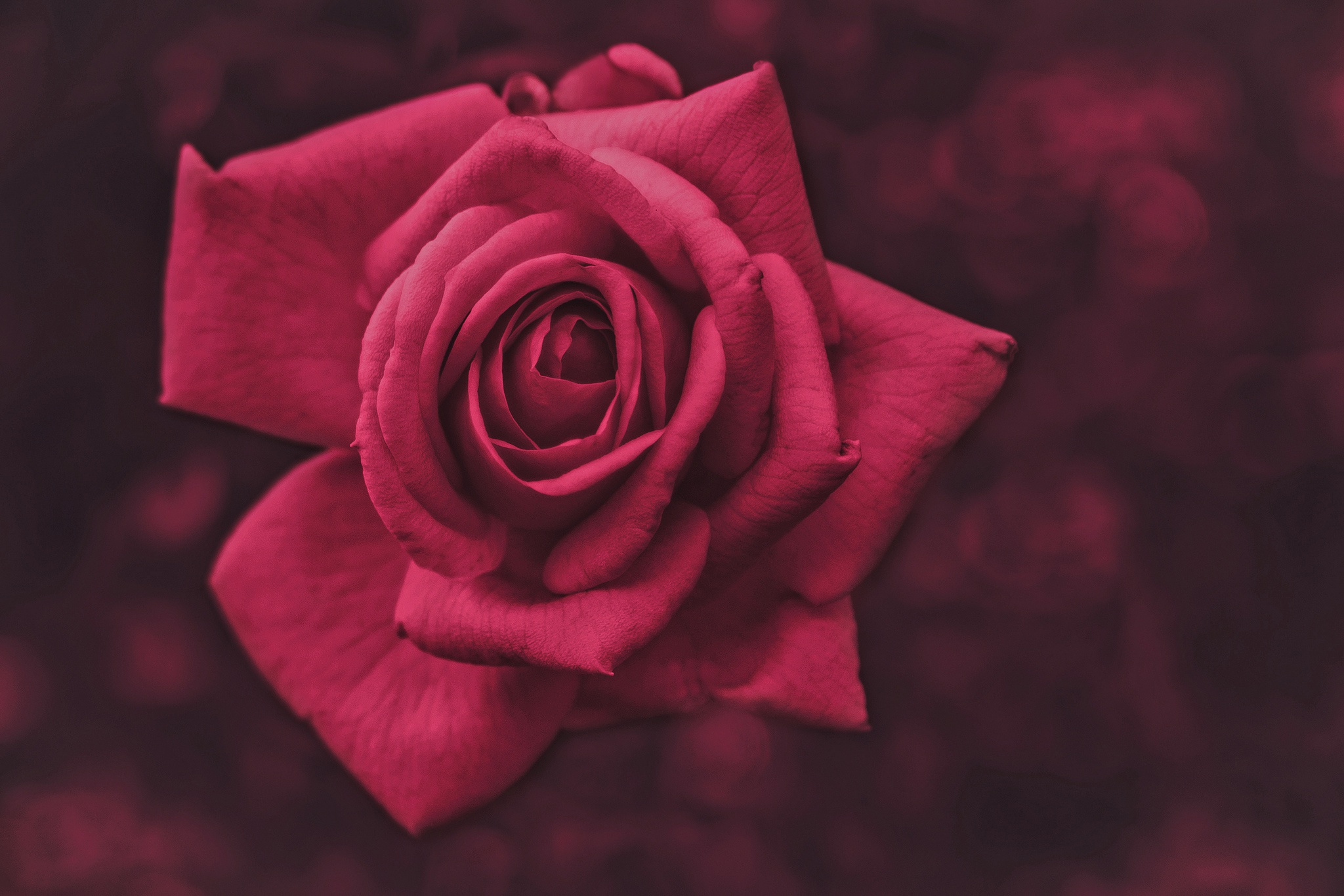 Rose Macro Wallpapers