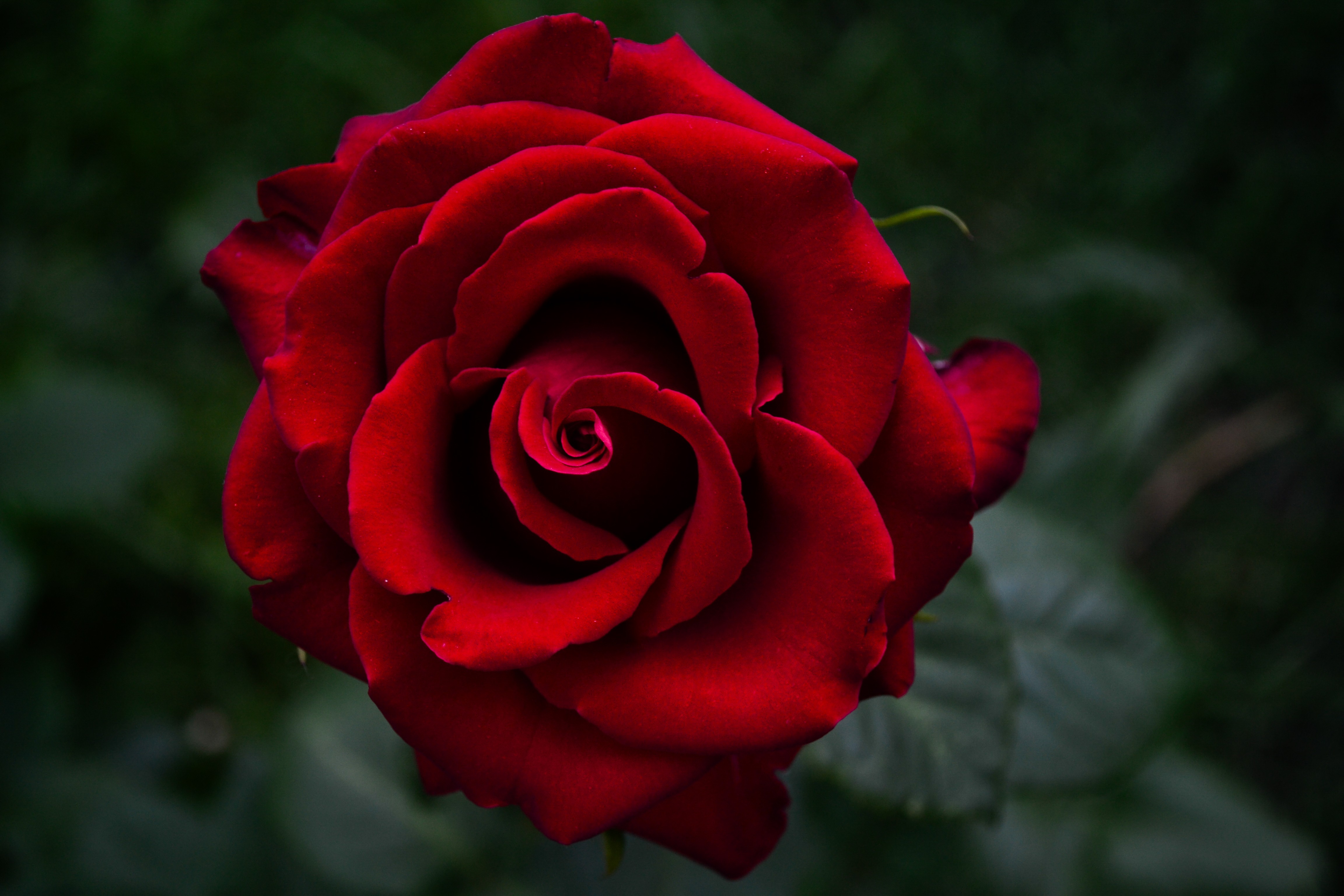 Rose Macro Wallpapers