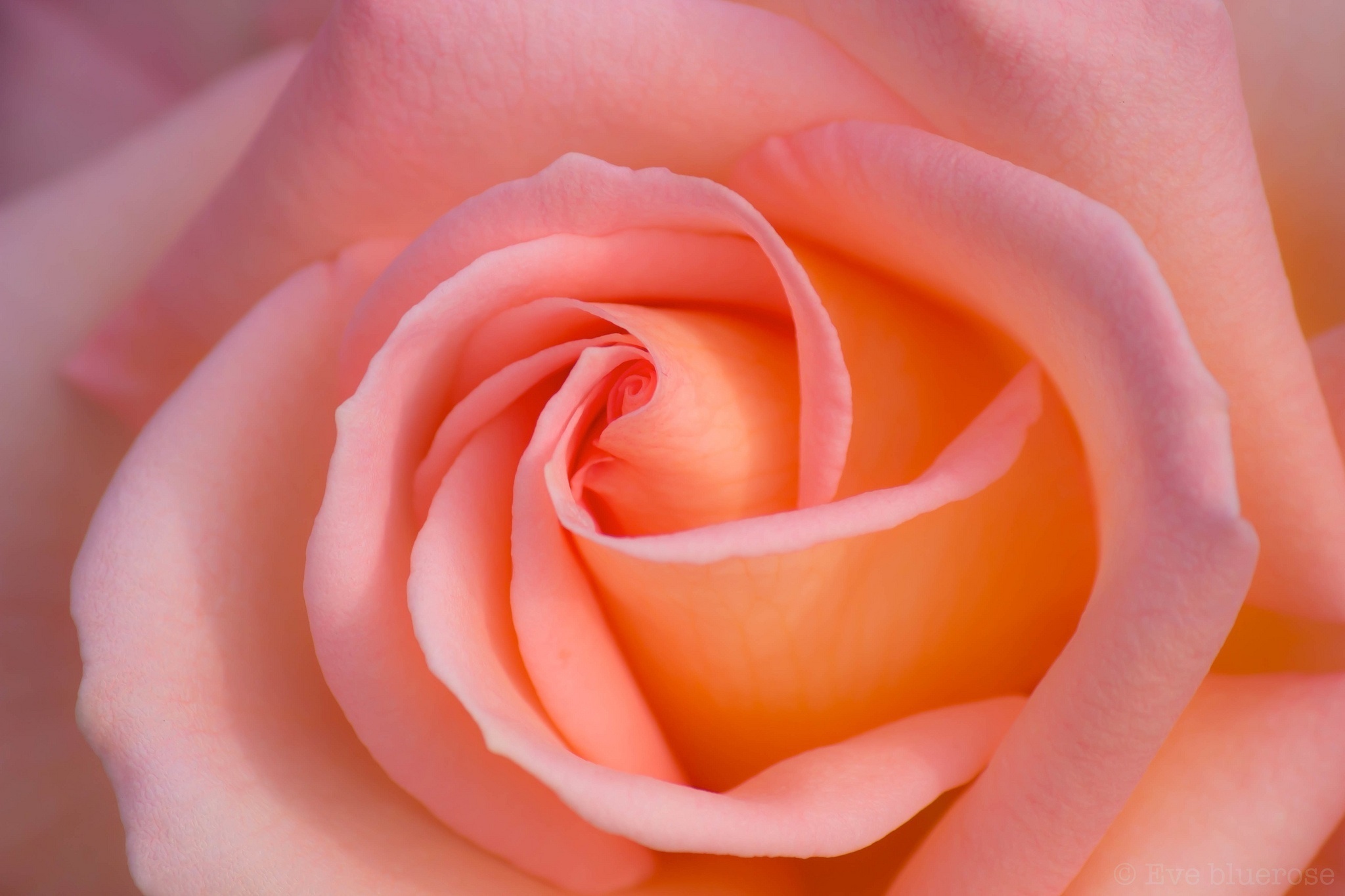 Rose Macro Wallpapers