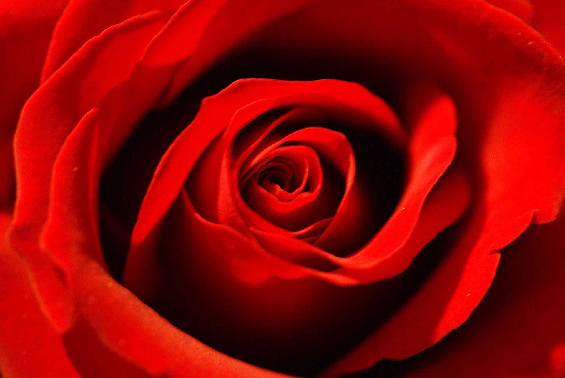 Rose Macro Wallpapers