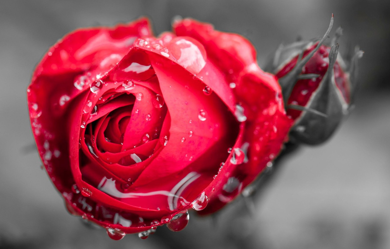 Rose Macro Wallpapers