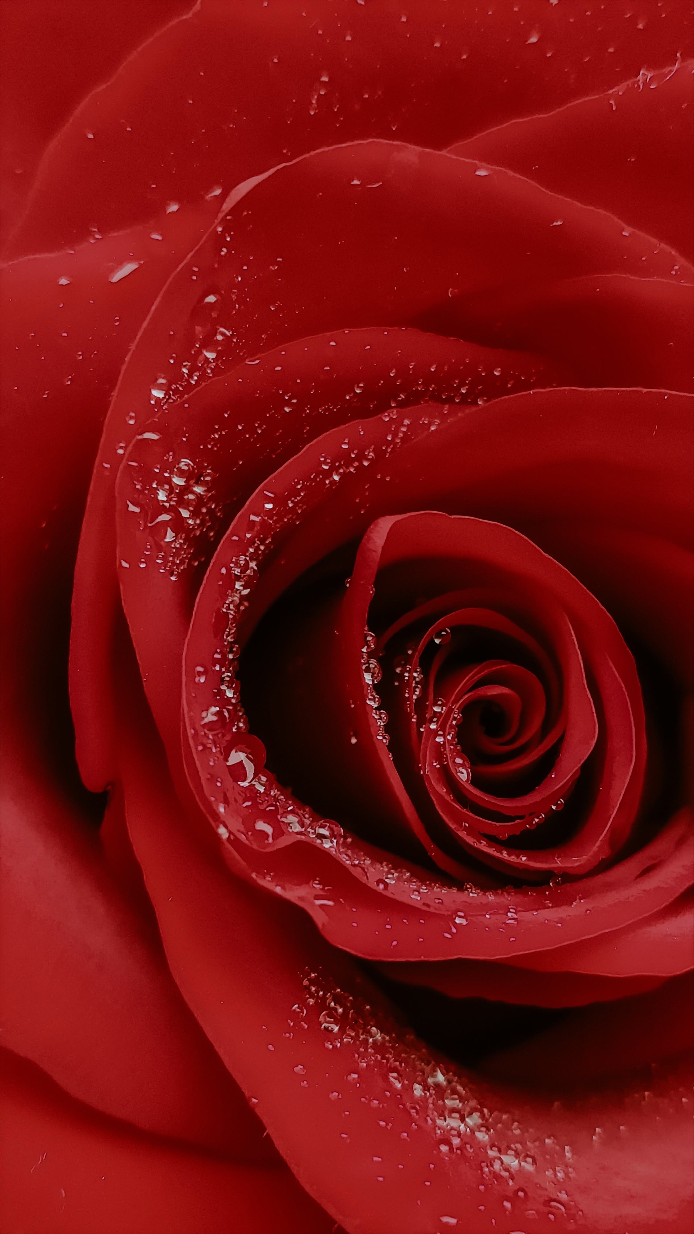 Rose Macro Wallpapers