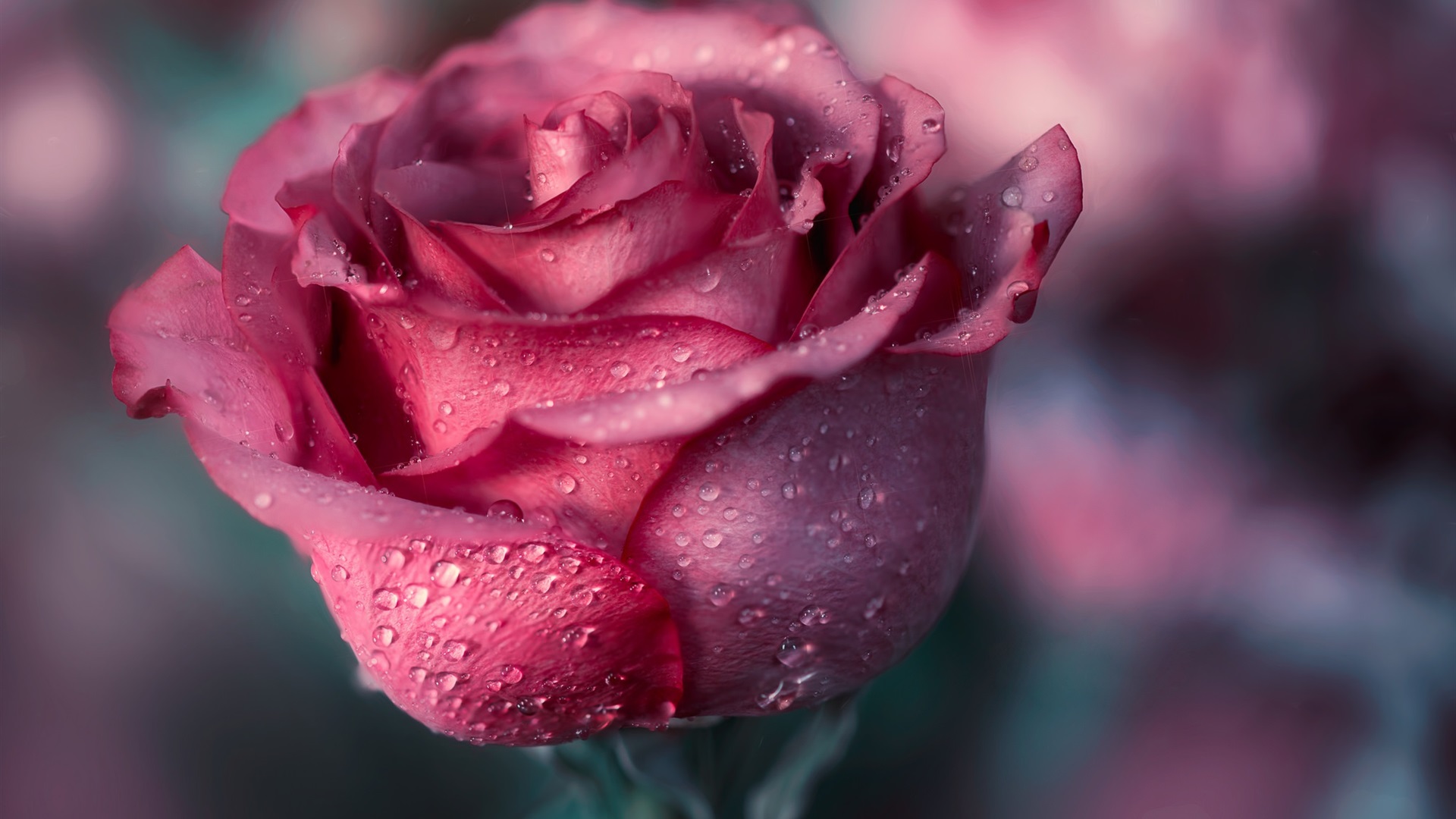 Rose Macro Wallpapers