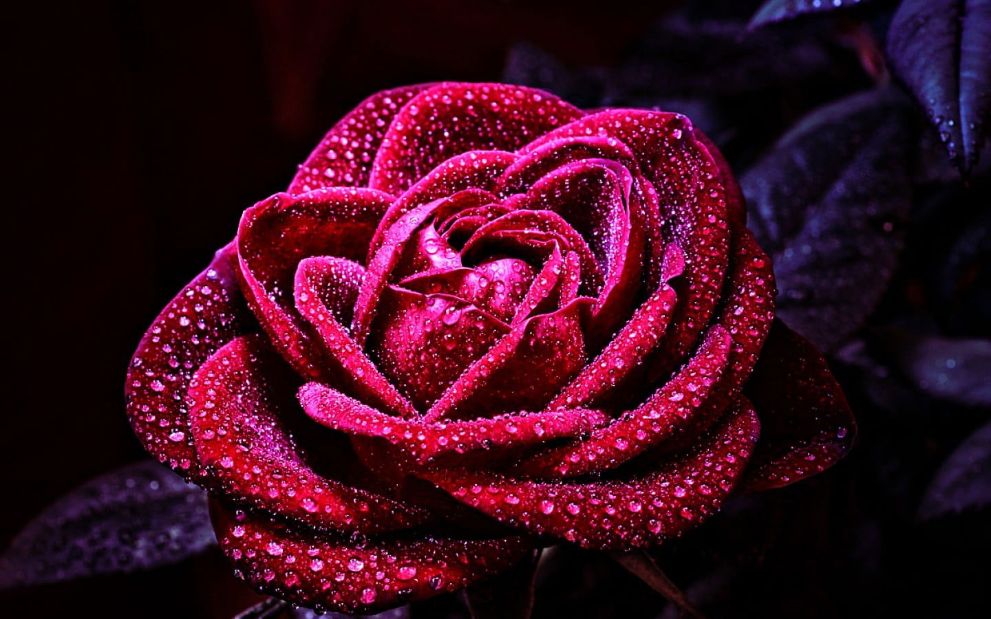 Rose Macro Wallpapers