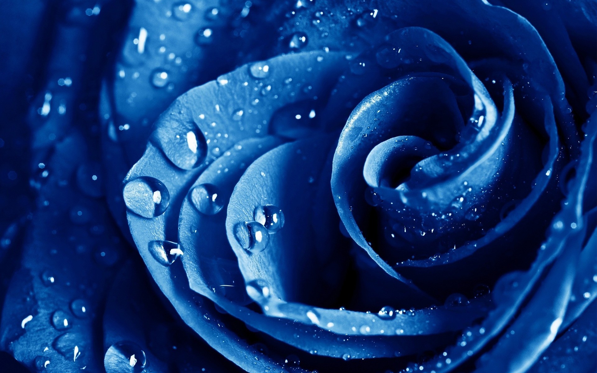 Rose Macro Wallpapers