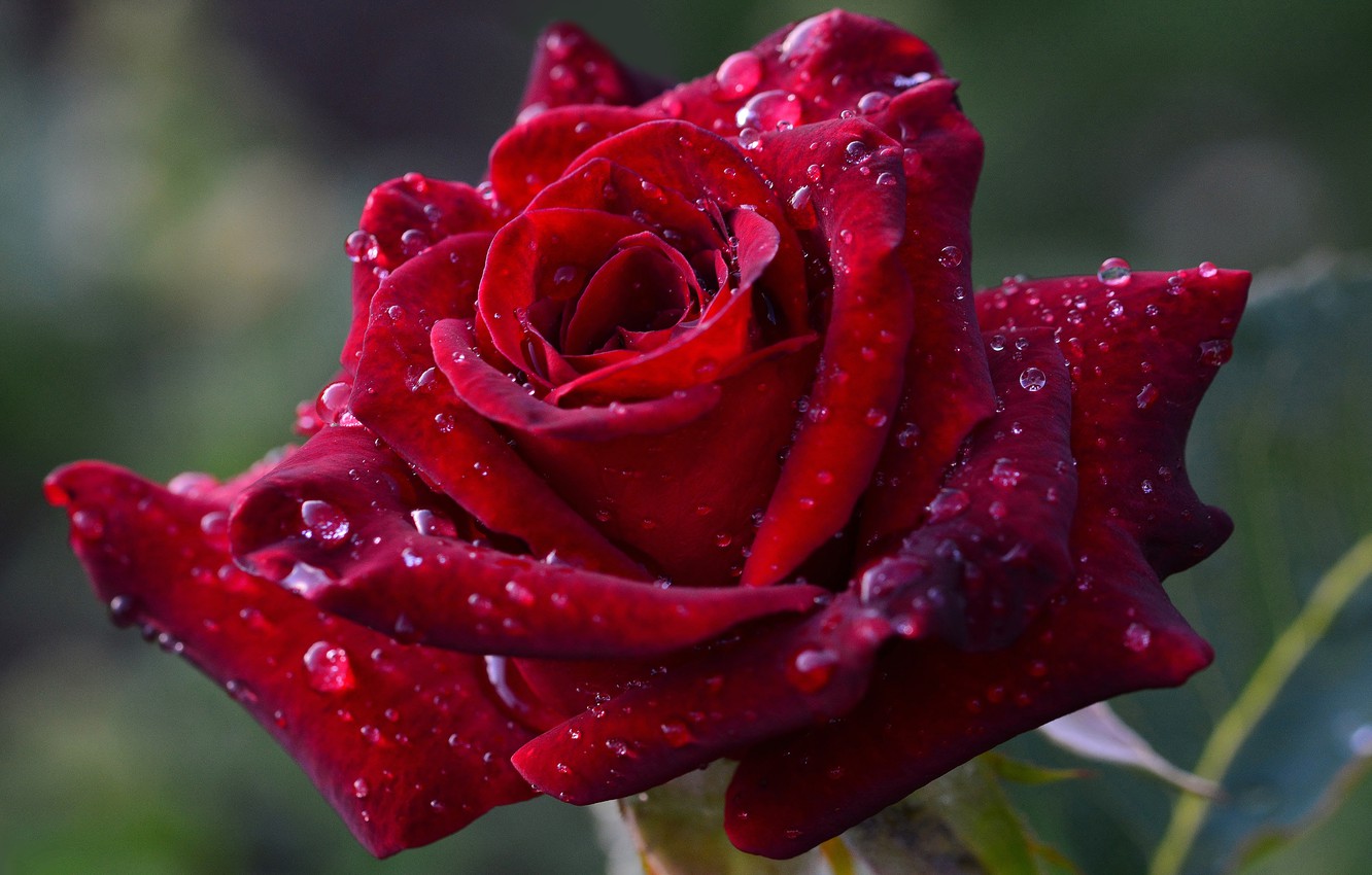 Rose Macro Wallpapers