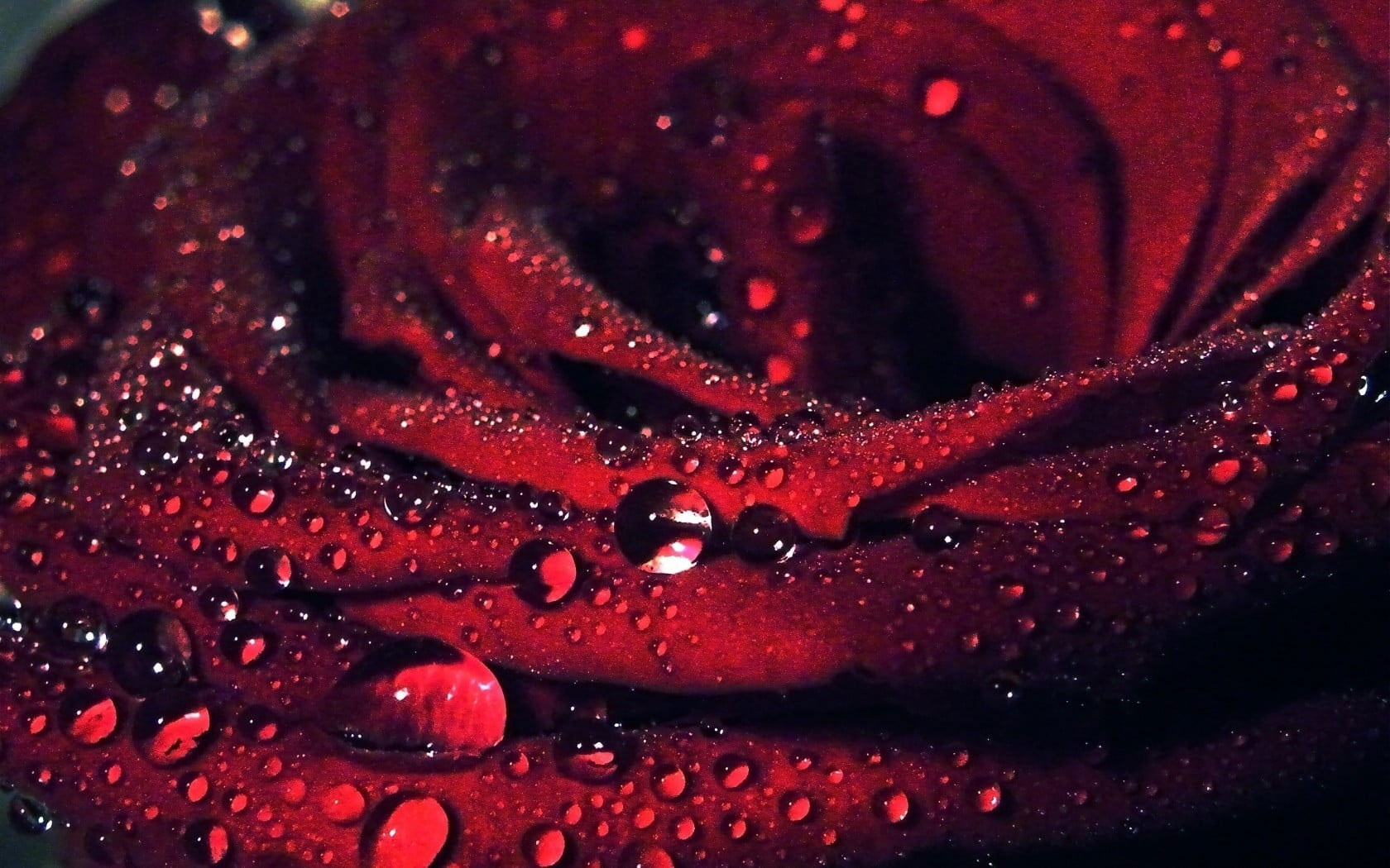 Rose Macro Wallpapers