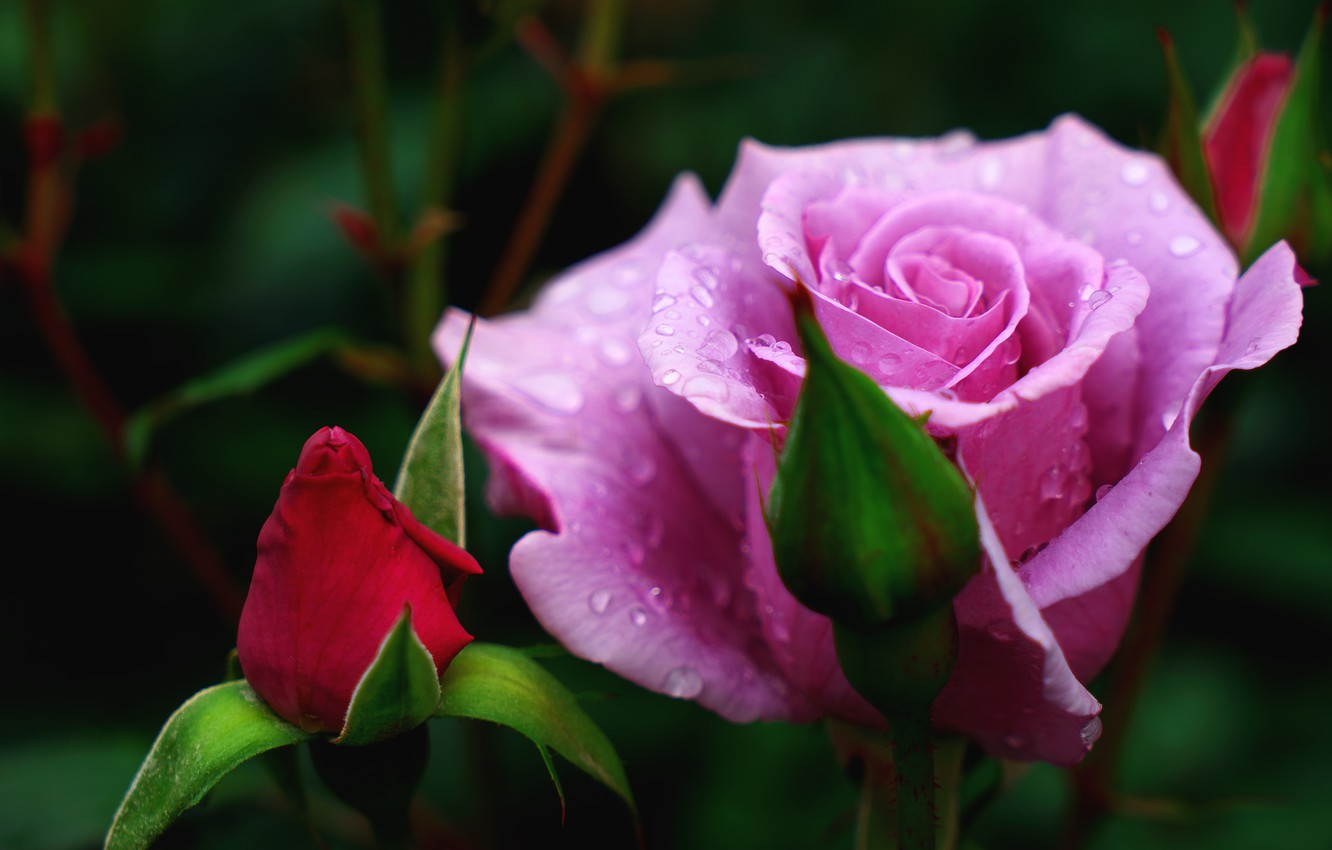 Rose Macro Wallpapers