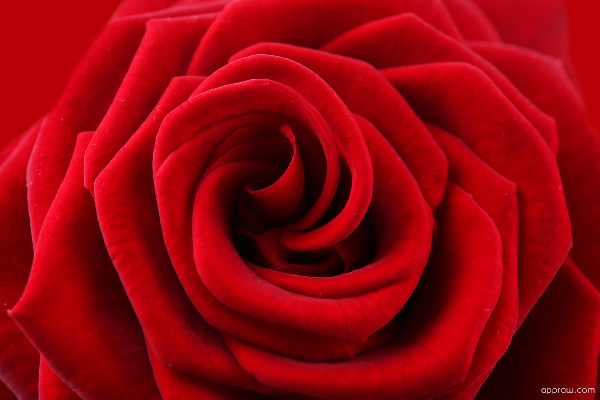 Rose Macro Wallpapers