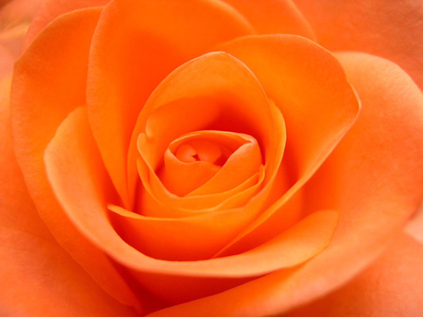 Rose Macro Wallpapers