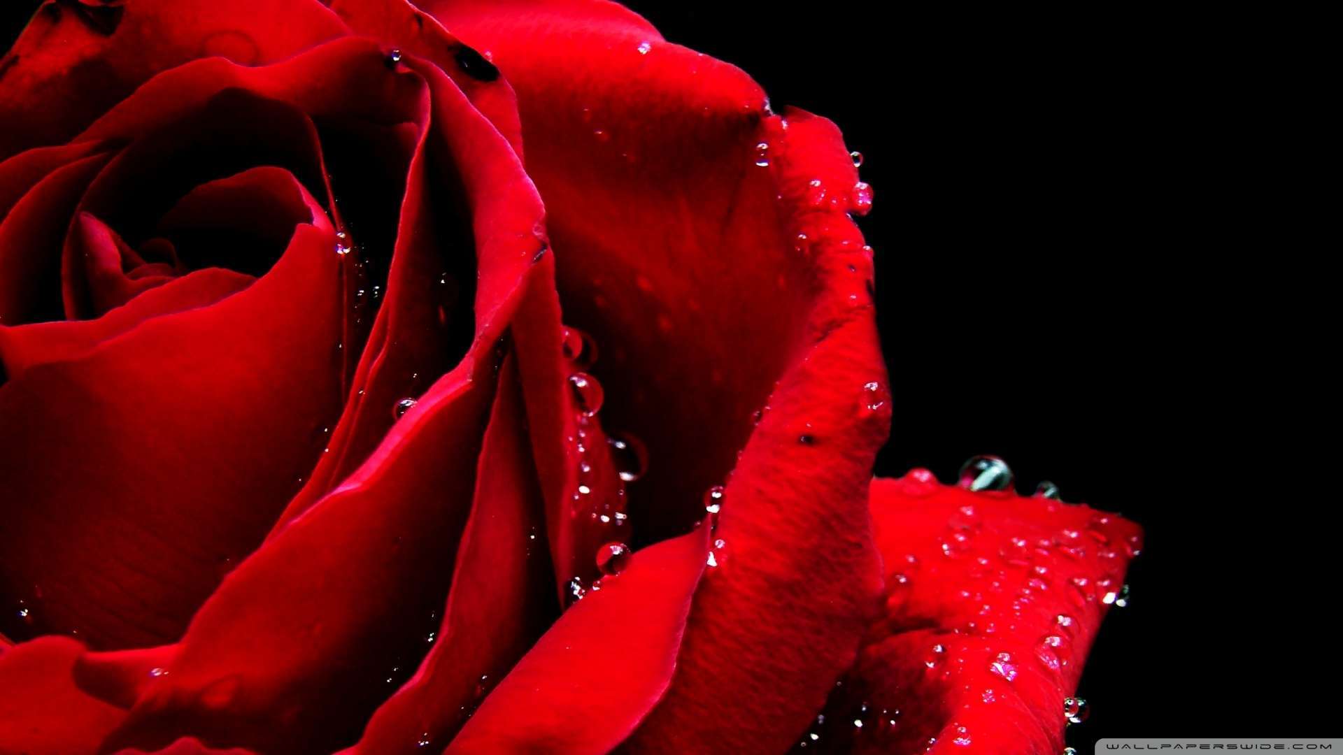 Rose Macro Wallpapers