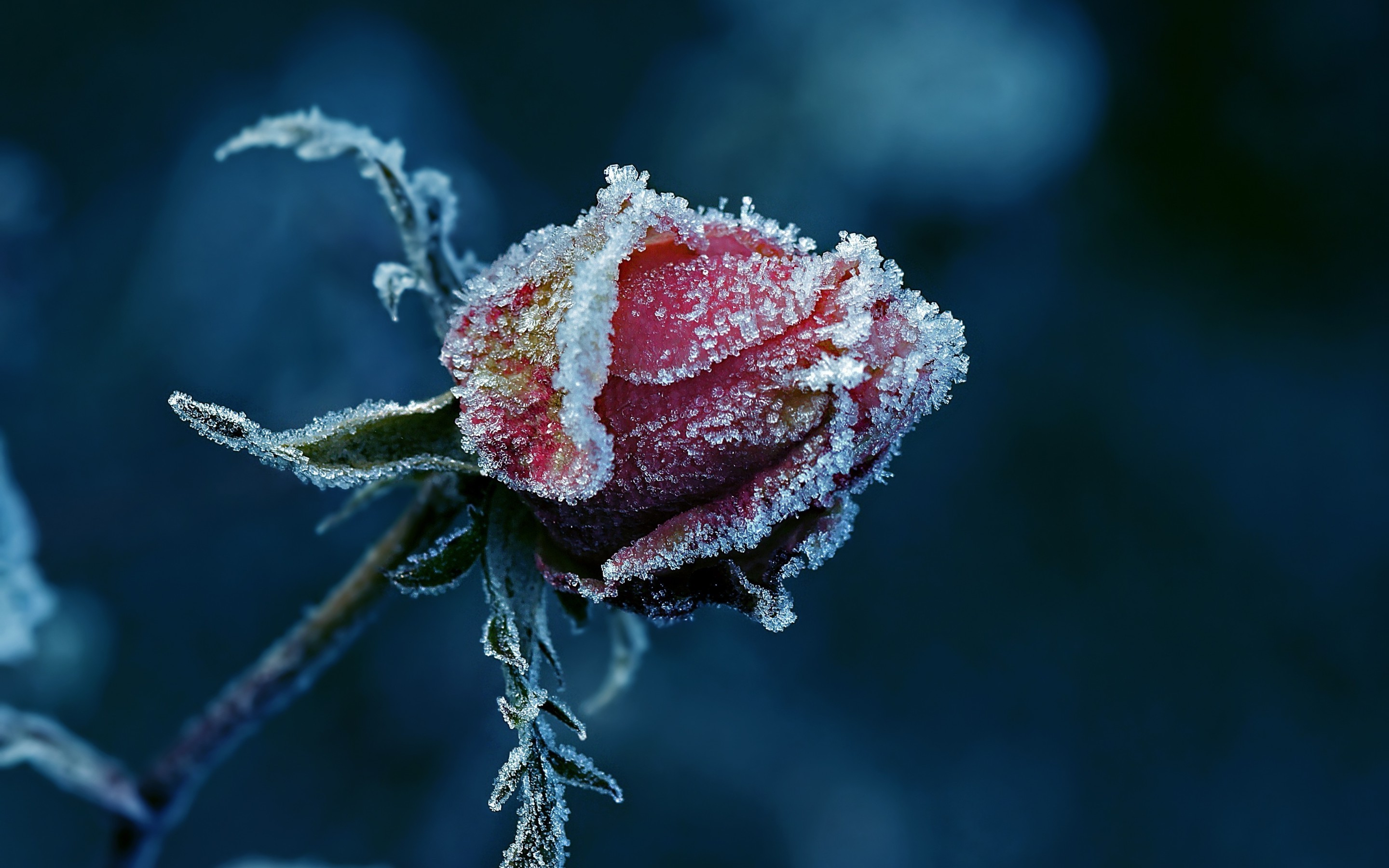 Rose Macro Wallpapers