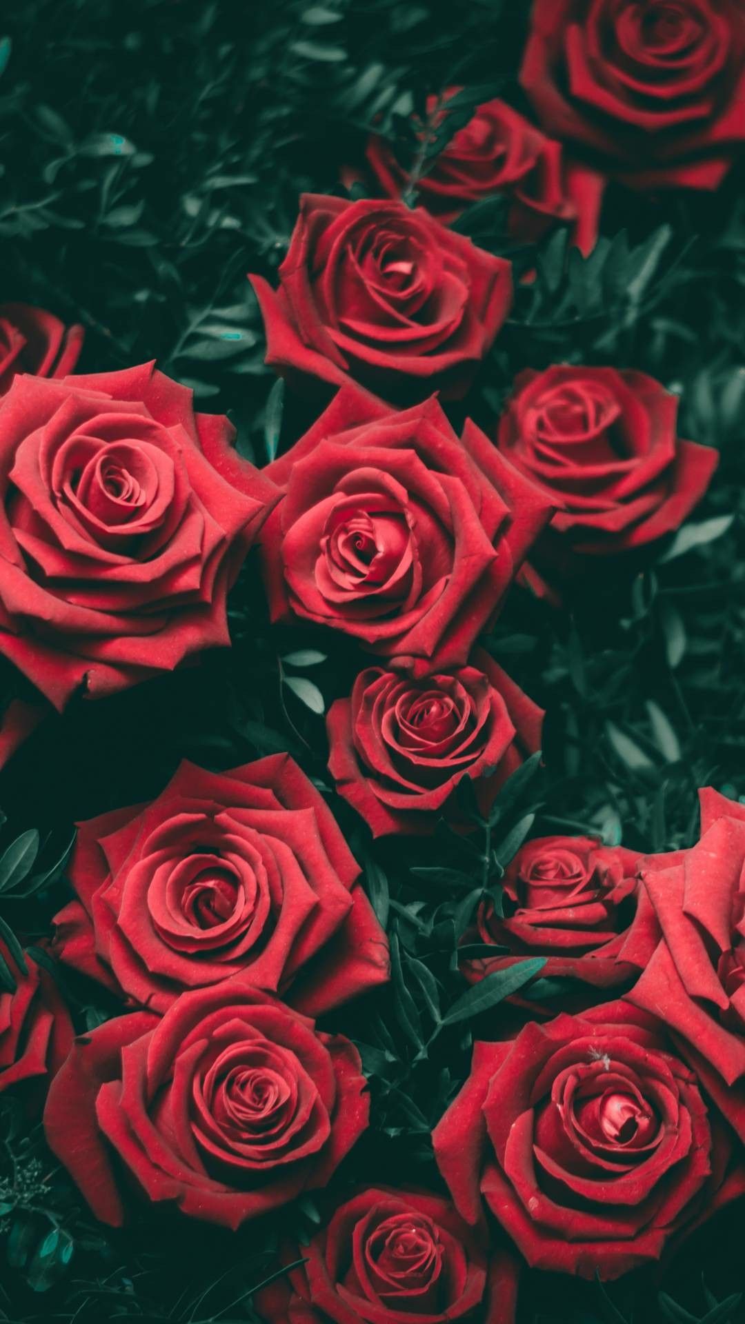 Roses Wallpapers