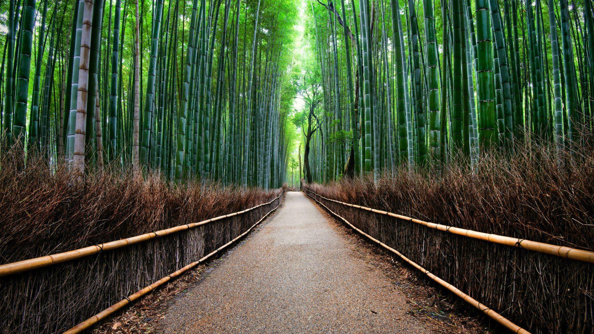 Sagano Bamboo Forest Wallpapers