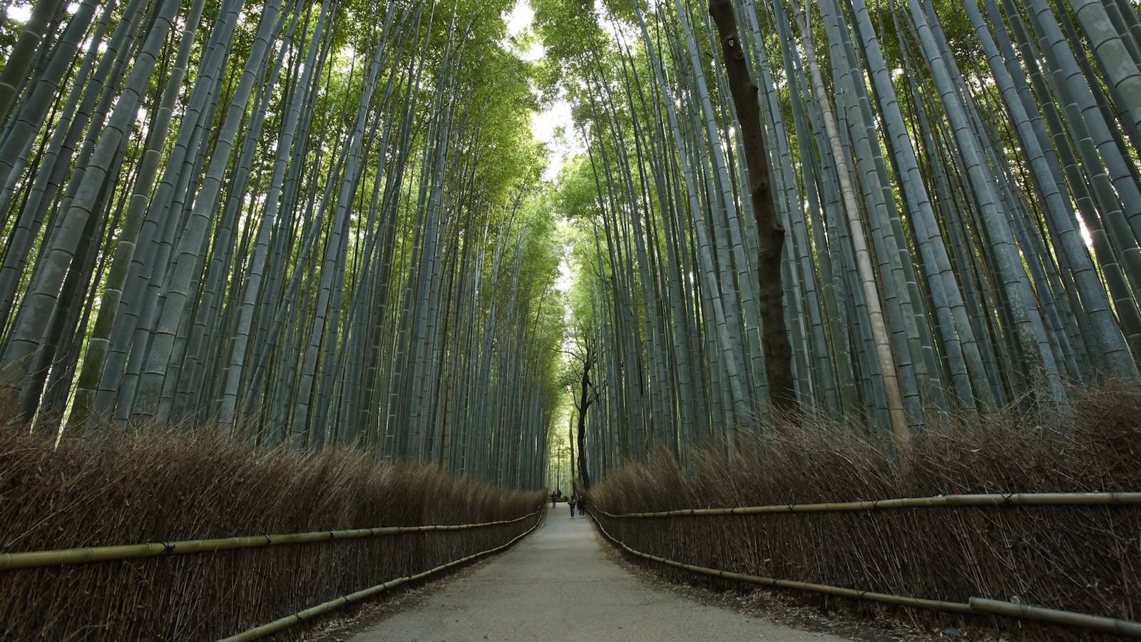 Sagano Bamboo Forest Wallpapers