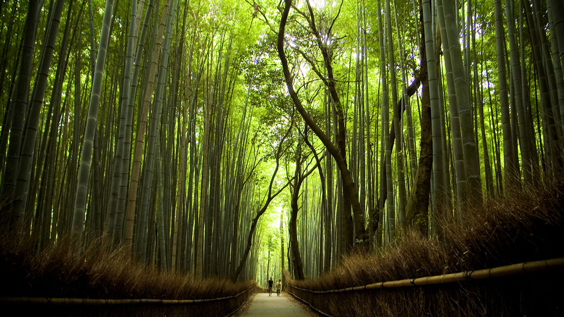 Sagano Bamboo Forest Wallpapers