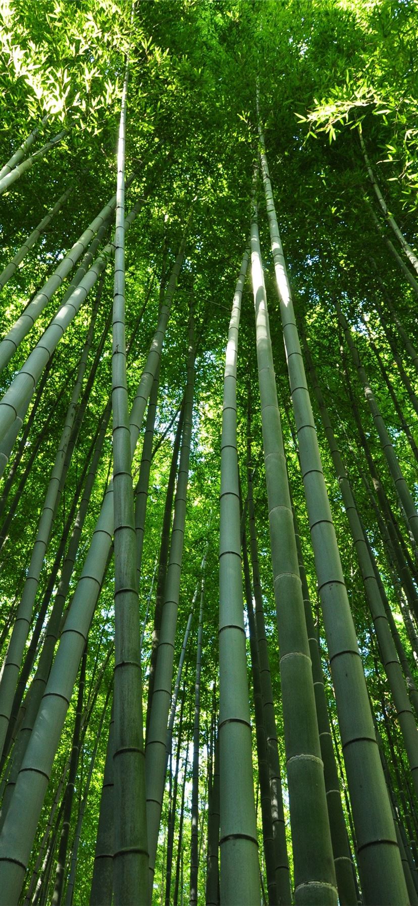 Sagano Bamboo Forest Wallpapers