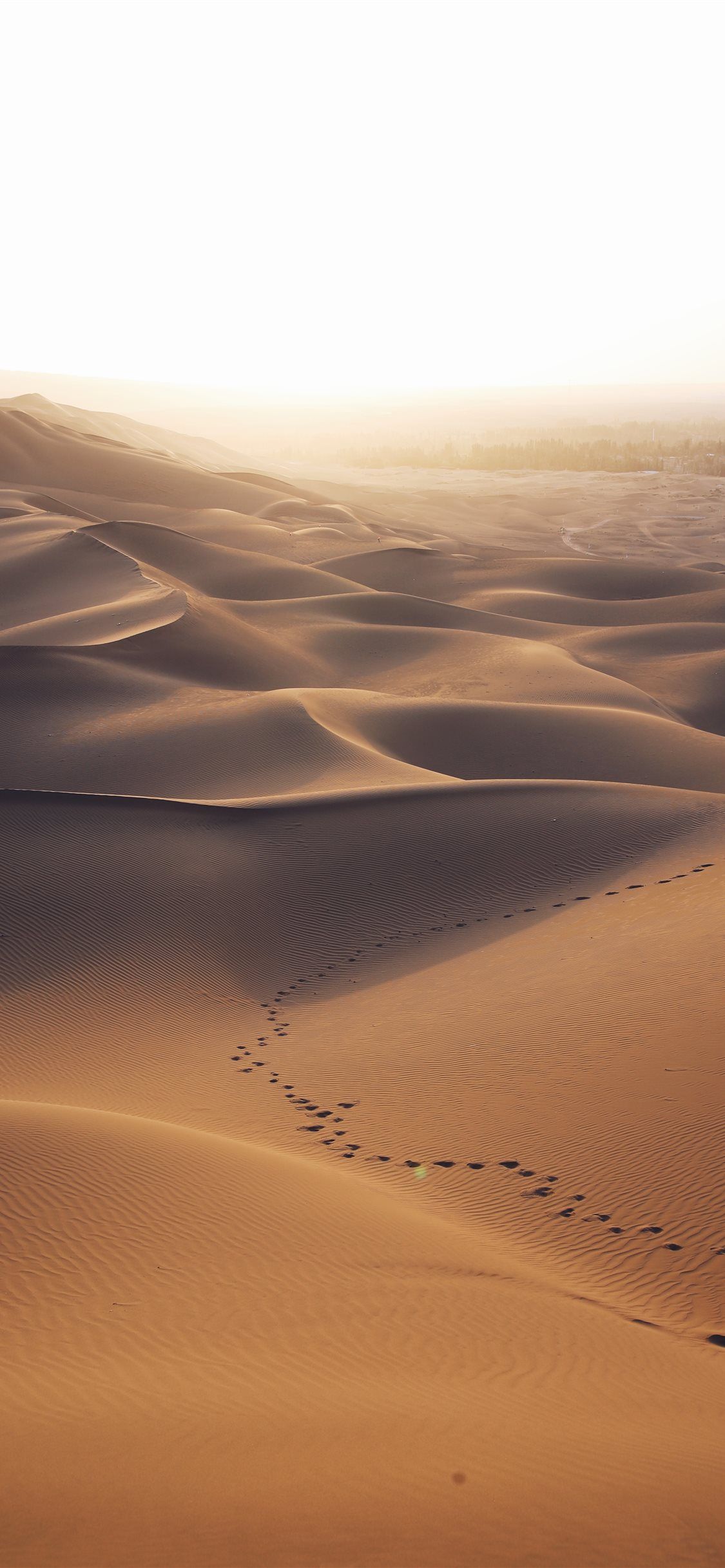 Sahara Desert In Summer Wallpapers