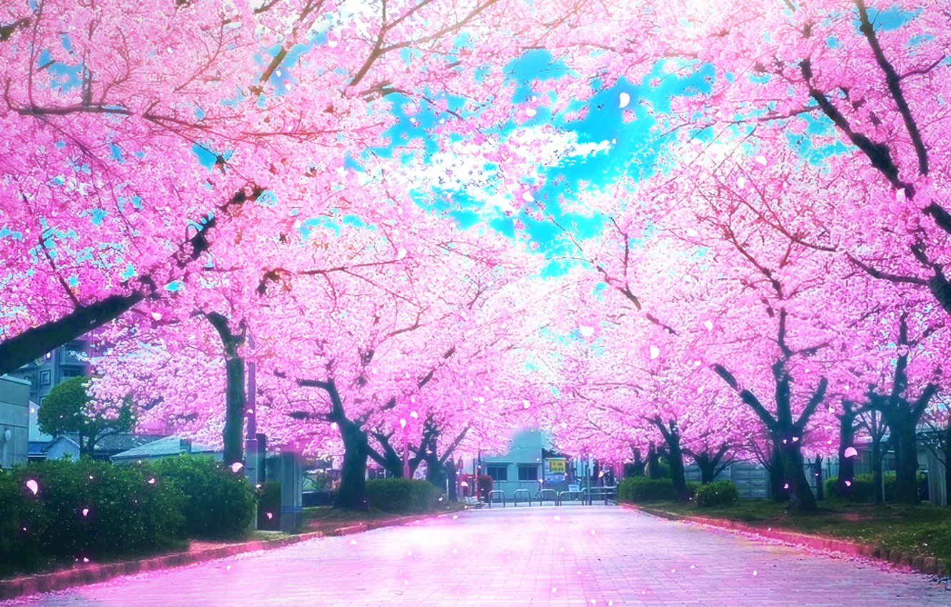 Sakura Wallpapers