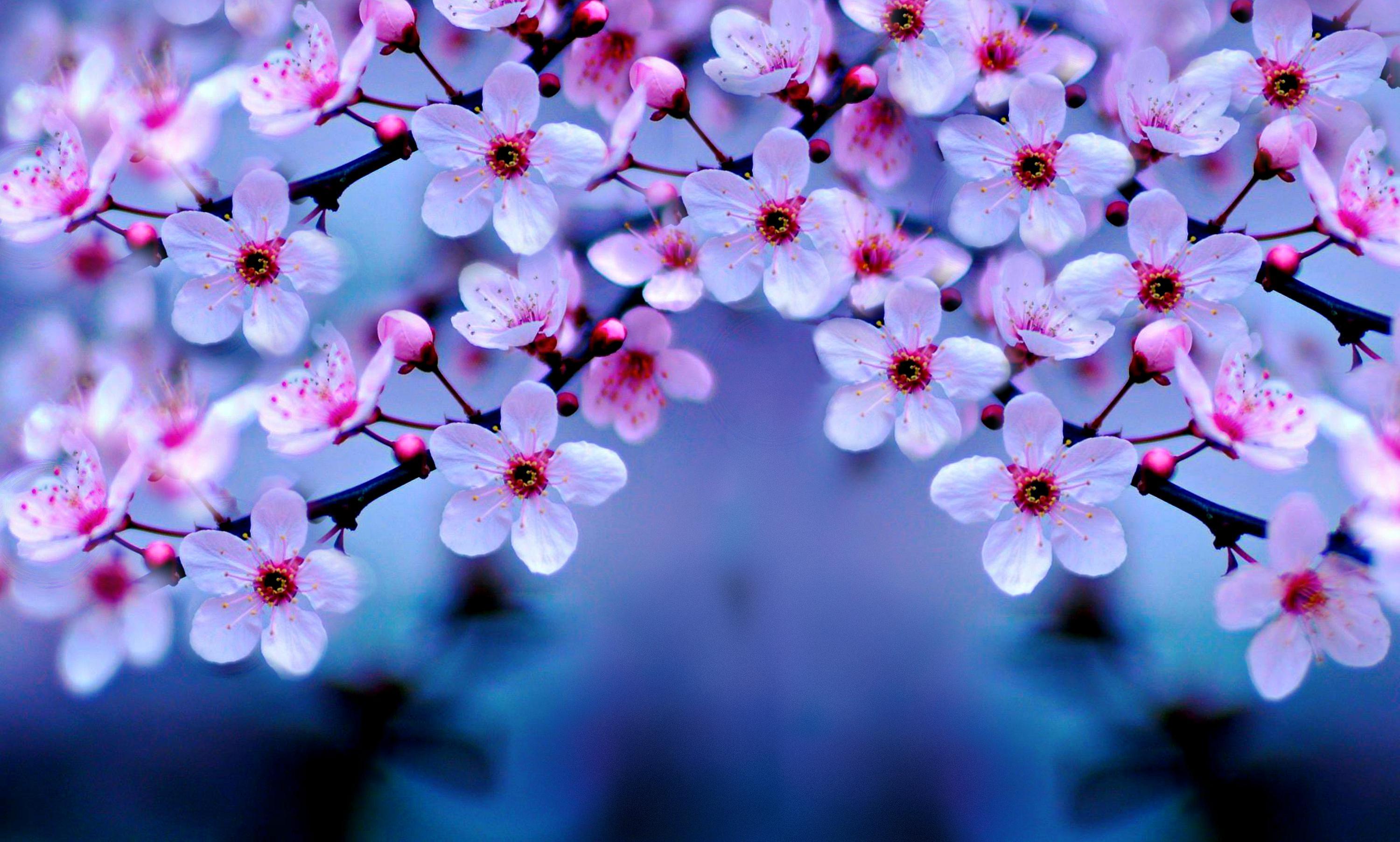 Sakura Flower Wallpapers