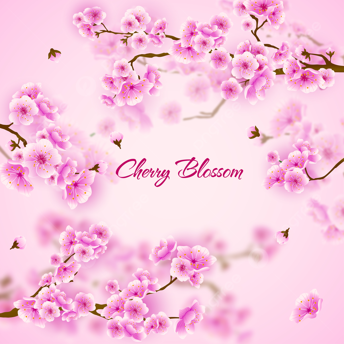 Sakura Flower Wallpapers