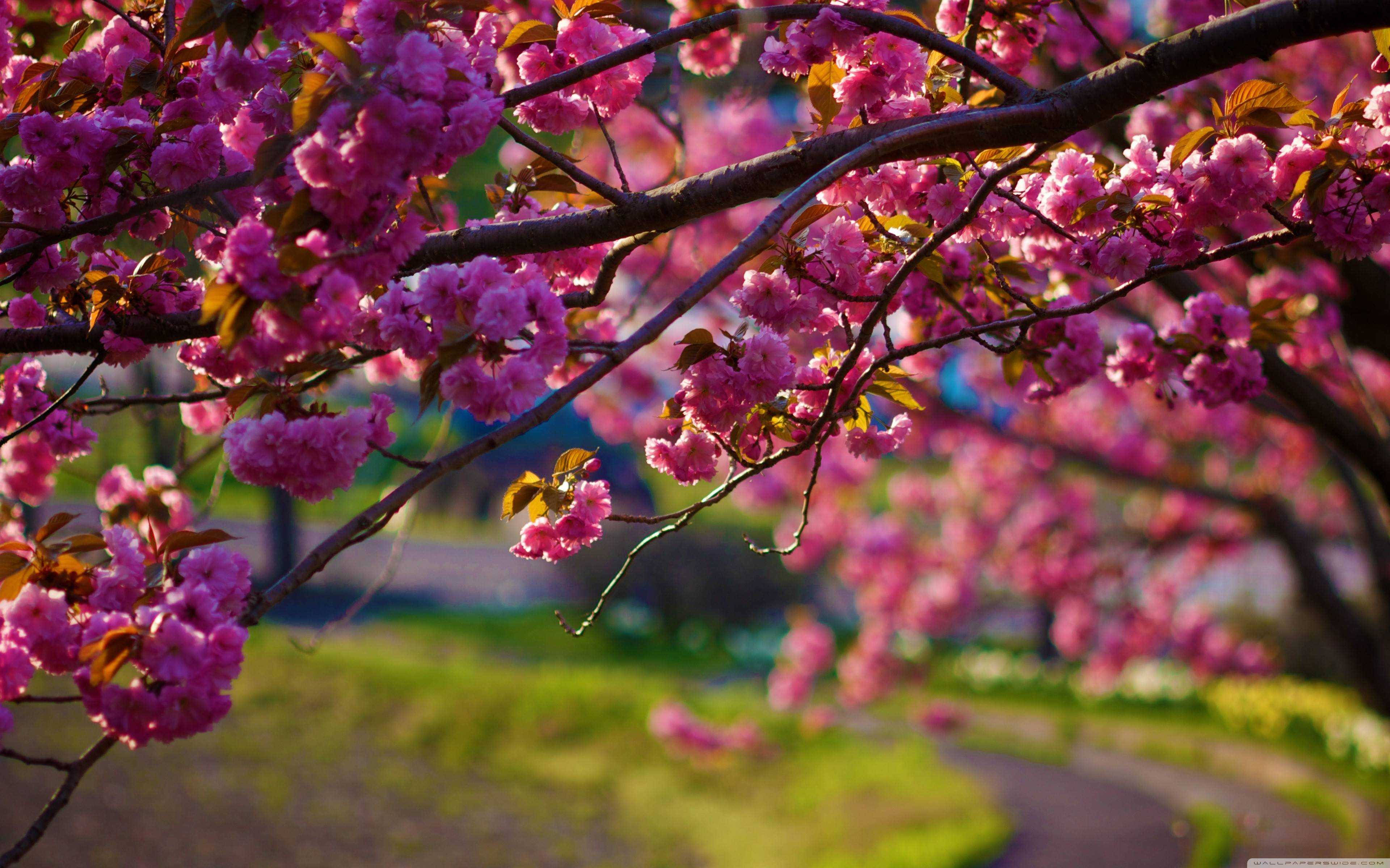 Sakura Flower Wallpapers