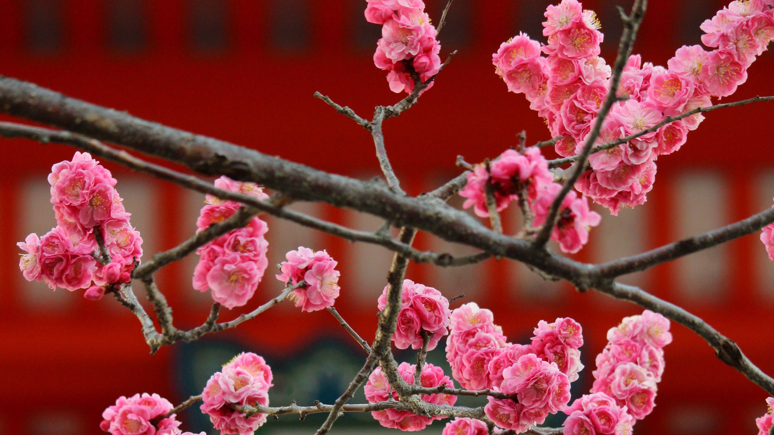 Sakura Flower Wallpapers