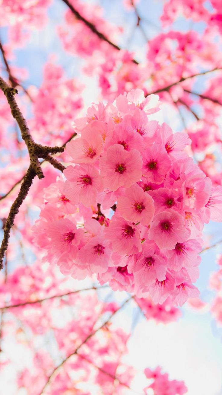 Sakura Flower Wallpapers