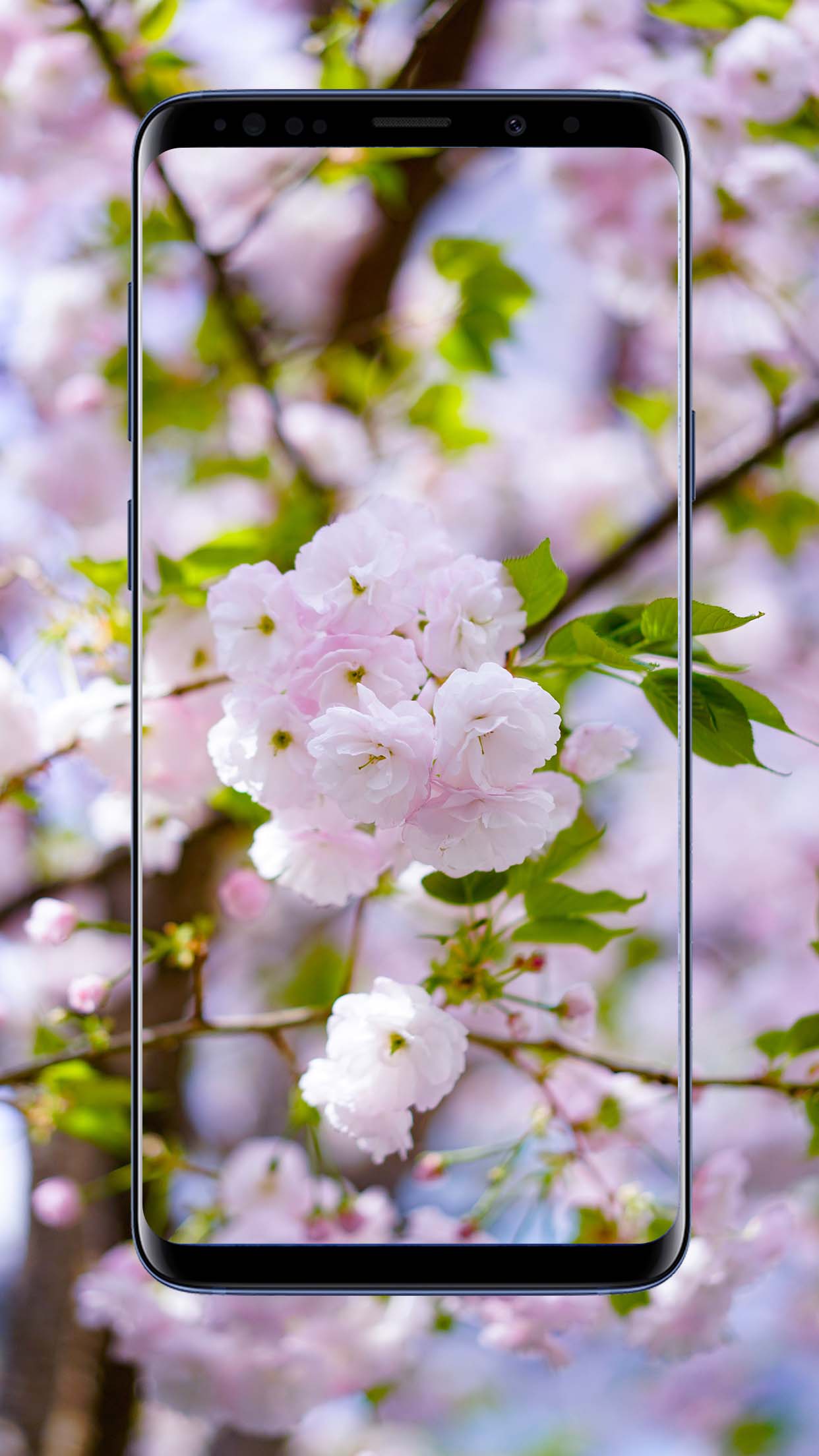 Sakura Flower Wallpapers