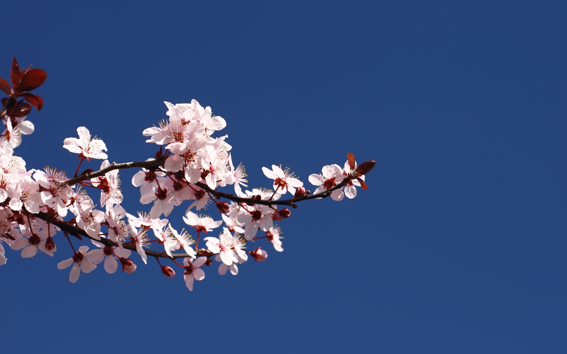 Sakura Flower Wallpapers