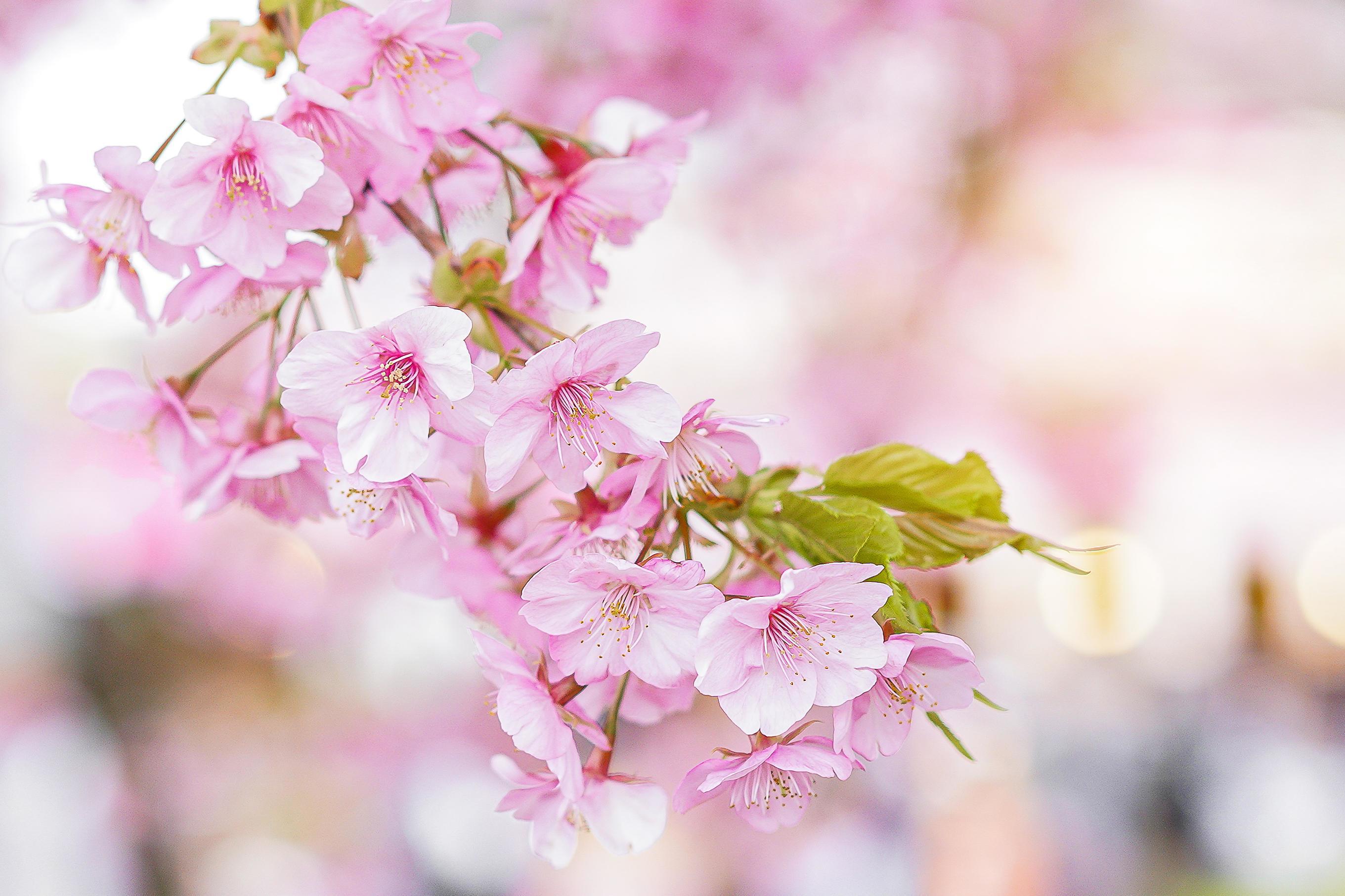 Sakura Flower Wallpapers