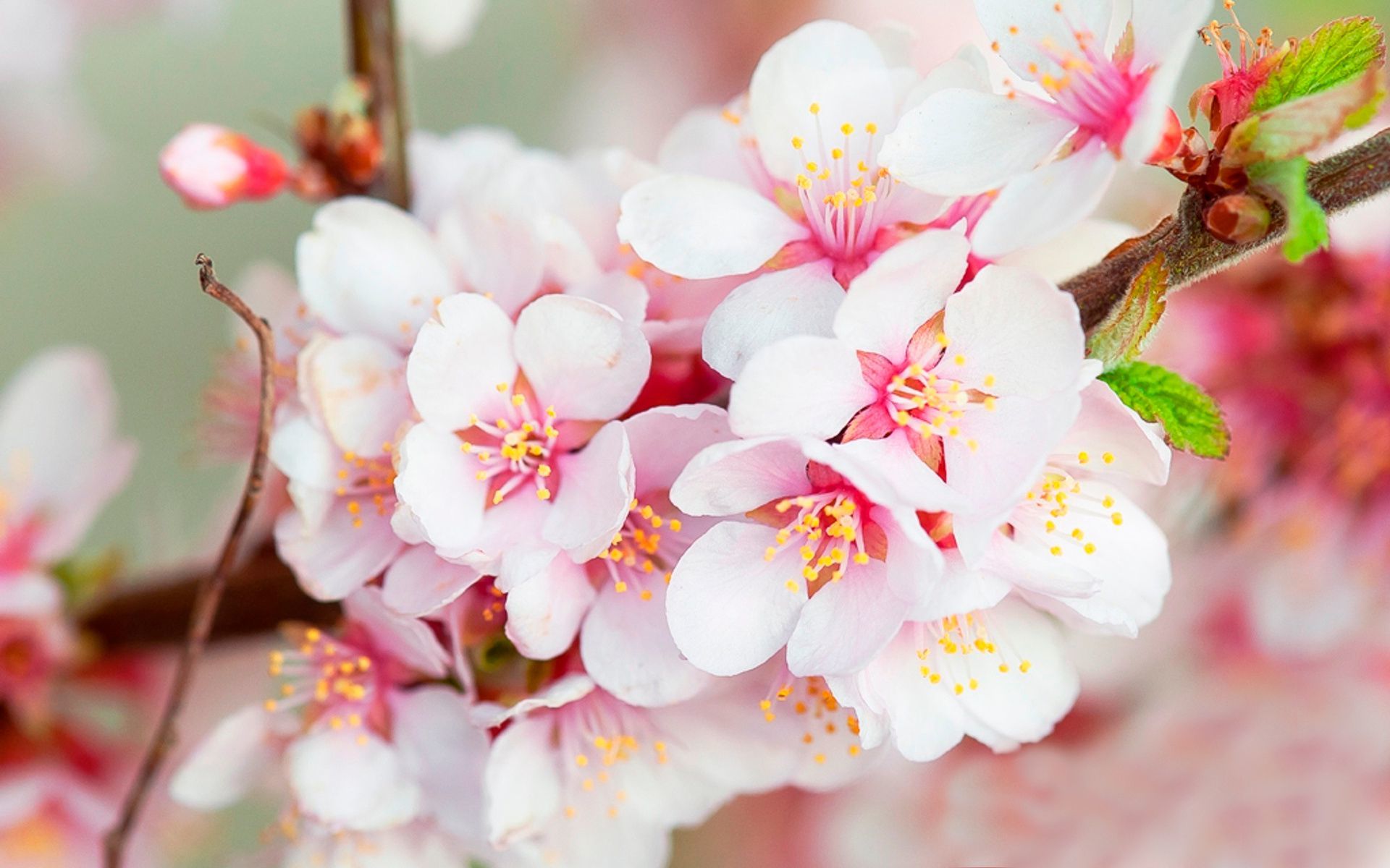 Sakura Flower Wallpapers