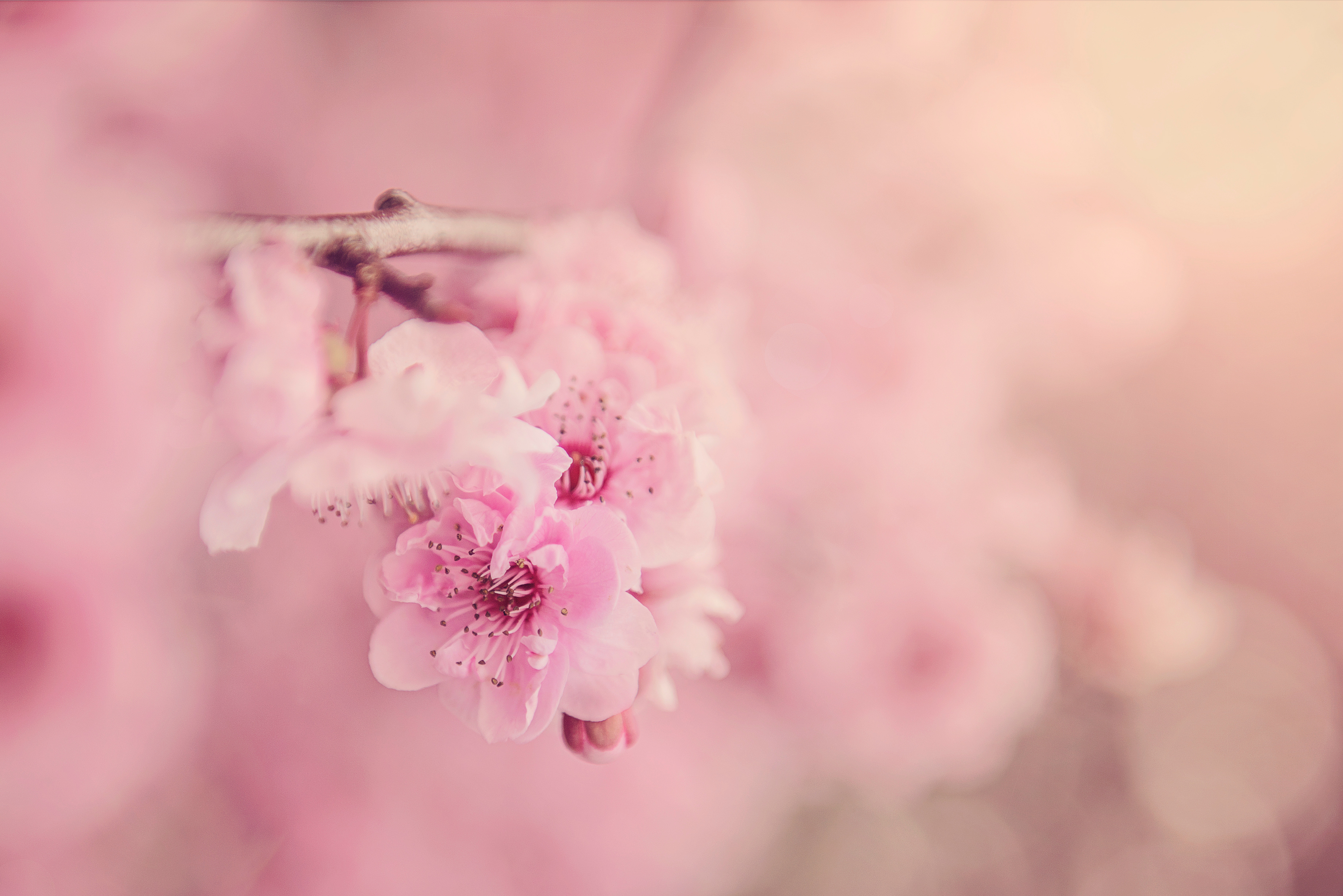 Sakura Flower Wallpapers