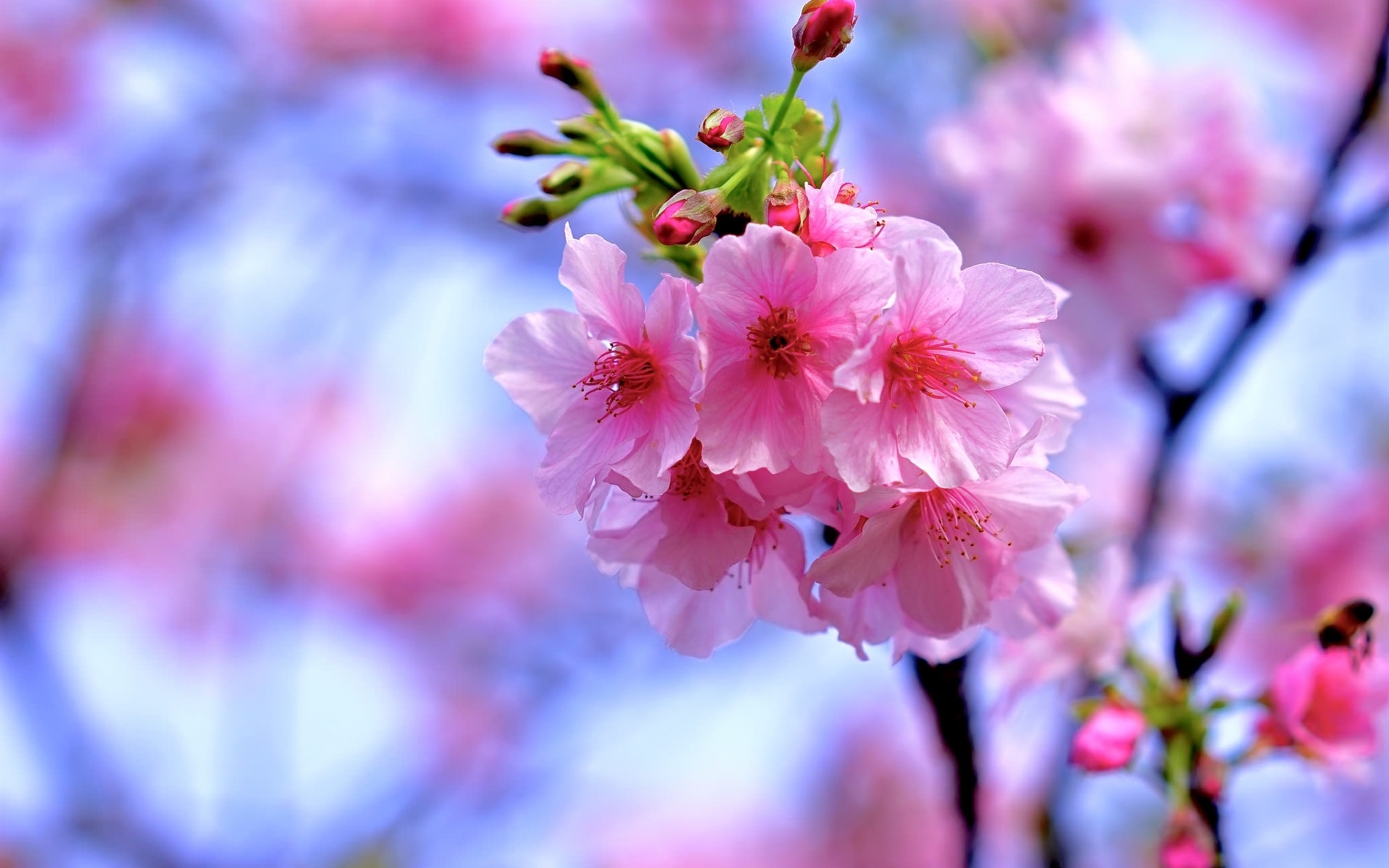 Sakura Flower Wallpapers