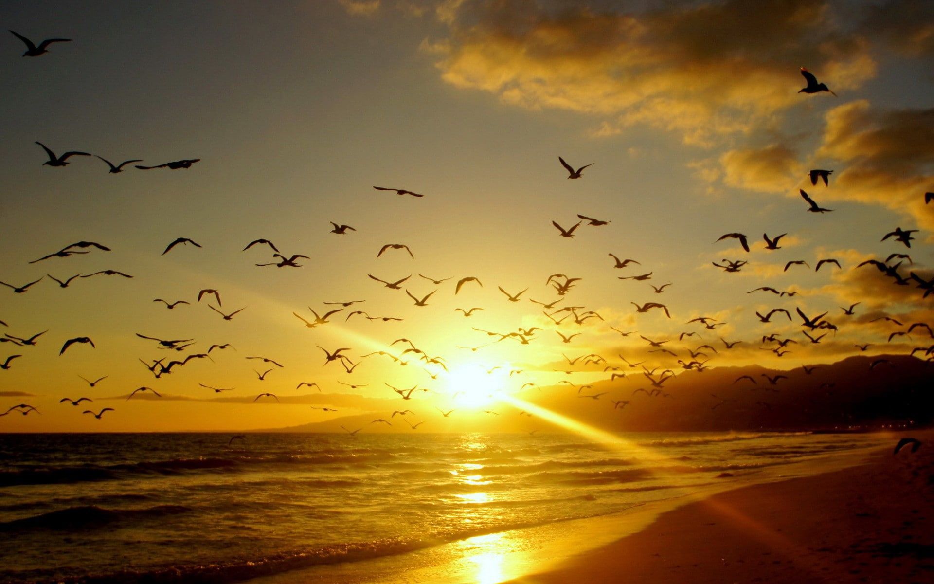 Sea Sunset Shore Birds Wallpapers