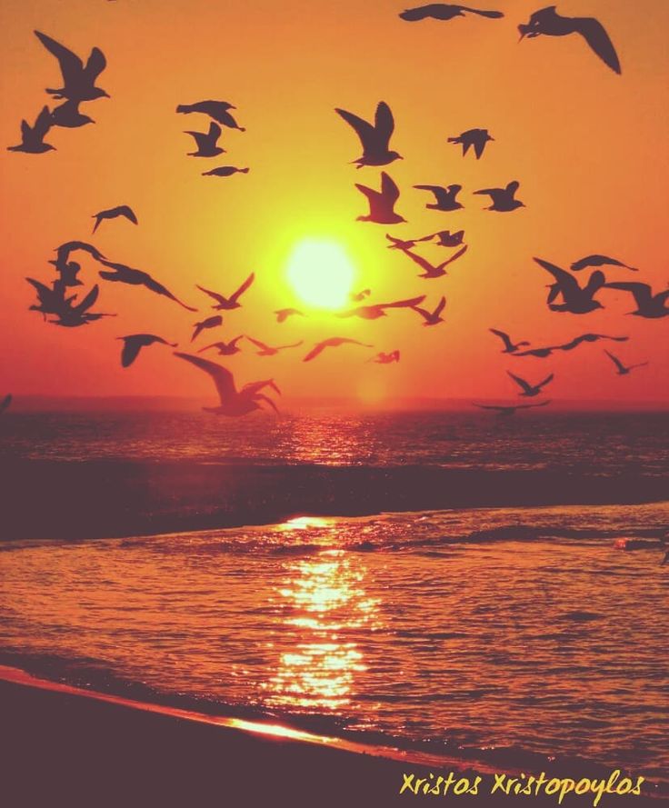 Sea Sunset Shore Birds Wallpapers